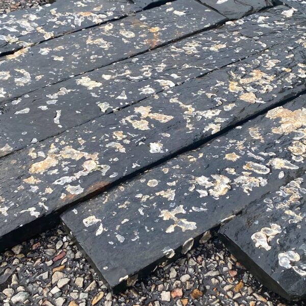 Thickness of the oyster slate